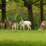 Richmond Parkに行ってきました